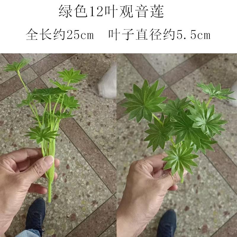 绿色12叶观音莲.jpg