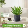 Estilo creme plantas verdes interior sala de estar quatro estações fácil de cultivar flores mesa purificação do ar ornamentos decorativos plantas de aloe vera em vaso