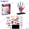 Modelo de anatomía humana 4D MASTER cerebro corazón globo ocular oído hueso pélvico articulación de la rodilla modelo muscular