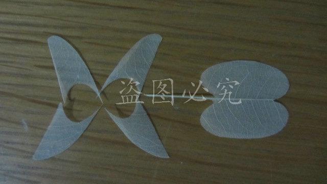 A006羽毛形叶脉 (19)