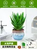 Ciudad sin Noche Planta de Aloe Vera en Maceta Planta Verde Purificadora de Aire de Interior Suculenta para Escritorio de Oficina Flor de Cuatro Estaciones Cactus Plántula de Aloe Vera
