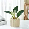 Ornatos de Escritório Estilo Simples Escandinavo Purificam o Ar e Removem Formaldeído Plantas de Mesa Árvore da Fortuna Plantas de Mesa