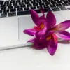 Novo Prendedor de Cabelo Flor de Orquídea Phalaenopsis Primavera 2025 Prendedor de Cabelo de Praia Acessório de Cabelo para Férias Ornamento de Cabelo Feminino para Cabelo Solto