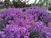 180 Variedades de Sementes de Flores Não Repetitivas, Fáceis de Cultivar em Todas as Estações, Podem Afastar Mosquitos, Adequadas para Varandas Internas e Externas, Distribuição Transfronteiriça