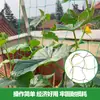 Red de Escalada Transfronteriza para Pepinos, Frijoles, Soportes de Escalada, Red para Crisantemos, Red de Nylon para Plantas, Red de Escalada para Plantas de Jardinería y Agrícolas