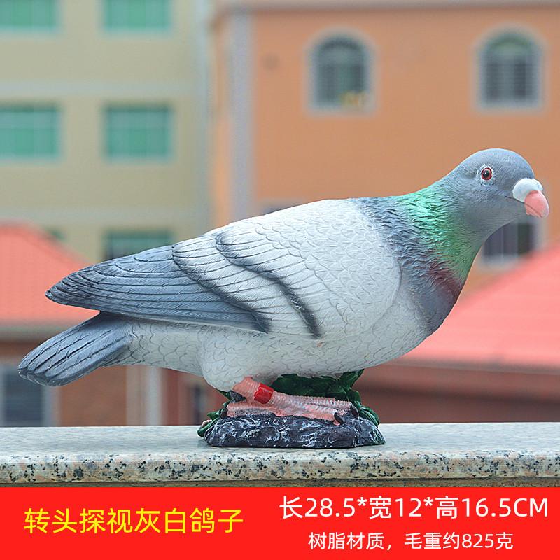 转头灰白鸽