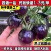 Tomate Cereza Semillas de Tomate Cereza Tomate Cereza Verdura Alumnos Arena para Plantar Maceta en Primavera y Cuatro Estaciones