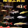 Peixe Ornamental Limpador Musgo Dourado Vivo Tanque de Peixes Ferramenta de Limpeza Peixe Rato de Água Doce Pequeno Tropical Animal de Estimação