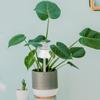 Bola de riego para plantas de vidrio soplado a mano, dispositivo de riego automático, decoración de interiores