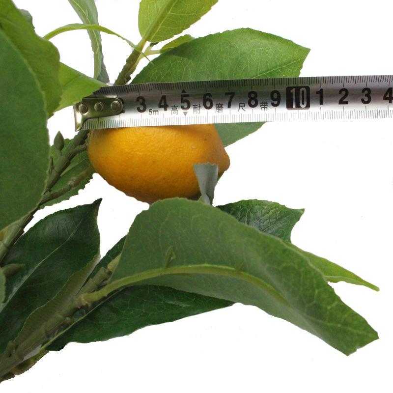 XRB-278 单枝柠檬6叉21叶2果35CM.jpg