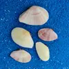 Concha de Caracola Natural de Almeja Cereza Sol Luna Colección de Conchas Raras de Almeja Rosa Amarilla 3-5 cm