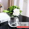 Plantas Verdes Hidropónicas Rábano Verde Gardenia Árbol del Dinero Hiedra Espárragos Bambú Pequeñas Plantas Verdes de Interior Plantas de Maceta Perennes para Todas las Estaciones