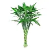 Planta de Bambú Hidropónica en Maceta Planta Verde Flor Flor de Interior Sala de Estar Brote de Bambú Verde Cultivado en Agua Venta al por Mayor