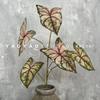 Novo 2023 5-Galhos Alto-ramificado Colorido Taro Mori Verde Casamento Folha de Planta Vaso Decoração de Vitrine de Shopping Planta Verde