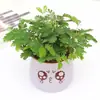 Planta Mimosa em Vaso Pequeno, Planta para Varanda Interna, Sala de Estar, Escritório, Quarto Planta Verde, Planta Verde Fácil de Cuidar o Ano Todo