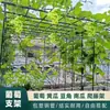 Enrejado de Jardín para Exteriores, Enrejado para Uvas, Enrejado para Maracuyá, Enrejado para Kiwi, Enrejado para Calabazas, Enrejado para Melones, Enrejado de Jardinería Tipo Columna