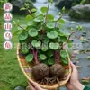 Planta Trepadeira Vermelha de Vaso para Interior com Folhas Redondas, Não Muda Facilmente, Adequada para Jardins de Varanda, Flor Raiz Suculenta Hidroponia