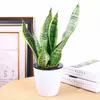 Plantas verdes para la oficina, plantas en maceta hidropónicas y a base de tierra, árboles de la fortuna, aloe vera, flores, plantas de escritorio, plantas de fácil cuidado y cocoteros en miniatura