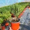 Mudas de alecrim, plantas em vaso, ervas comestíveis e repelentes de mosquitos, mudas de hortelã, flores hidropônicas, plantas verdes, plantas de interior, adequadas para grelhar bife