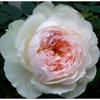 Kono Caixa de Joias/Névoa Azul Broto de Rosa de Salão Arbusto Flores de Jardim de Pátio Fragrantes Multissazonal