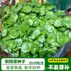 Semillas de Hierba de Dinero para Cultivo Hidropónico, Adecuadas para Siembra Todo el Año, Plantas de Maceta de Hojas Grandes para Oficinas, Plantas Verdes Perennes, Semillas de Hierba de Dinero