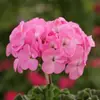Plántulas de Geranio en Maceta para Dropshipping, Plántulas de Flor de Geranio de Doble Pétalo, Plantas Verdes Ojos de Ángel para Patio y Balcón