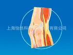 膝关节剖面模型