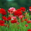 Sementes de Centáurea Perene no Atacado de Várias Regiões, Sementes de Dianthus Multicolores, Flores Medicinais, Flores de Trigo Gigantes, Sementes para Jardinagem