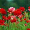 Semilla de flor de enredadera grande campanilla semilla de flor de cuerno grande semillas de petunias flor de enredadera cuatro estaciones siembra planta en maceta
