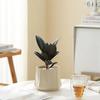 Árvore da Borracha Black Diamond Planta em Vaso Perene Fácil de Cuidar Bonsai Flor Planta Verde Casa Escritório Evolução Ar