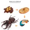 Simulación sólida Araña Naruto ciempiés modelo de insecto juguete para niños mariposa abeja animal decoración bandeja de arena