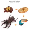 Simulación Transfronteriza Modelo de Araña Real Unicornio Insecto Juguetes para Niños Mariposa Abeja Adornos de Animales