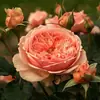 Mudas de Rosa Floríferas de Quatro Estações, Plantas Trepadeiras em Vasos para Interior e Exterior, Plantas Verdes, Mudas de Rosa Trepadeira