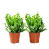 Helecho Nido de Pájaro Planta Verde para Sala de Estar Planta en Maceta de Interior para Entrada del Hogar, Baño, Dormitorio, Estación de Trabajo, Fácil de Cuidar, Aspecto de Alta Gama
