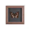 Set de Regalo de Espécimen de Mariposa Real para Mujeres, Decoración 3D, Regalo para Amigos, Materiales Didácticos, Marco de Fotos Sencillo