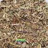 Gynostemma Pentaphylla Silvestre de Siete Hojas 500g Es Muy Tierna, Ginseng de Siete Hojas, Vesícula Biliar, Sabor Dulce, Gynostemma Pentaphylla Antigua, Hojas Jóvenes de Gynostemma Pentaphylla de Montaña Profunda