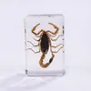Especímenes Delgados de Insectos Reales, Adornos de Escritorio de Animales Reales, Escorpiones, Tortugas Doradas, Cigarras, Materiales Didácticos para Niños, Manualidades de Resina