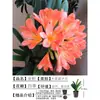 Orquídea Mariposa Monje Clivia Auténtica en Maceta Redonda con Capullos en la Sala de Estar y la Oficina Plántulas de Orquídea Florecen en Todas las Estaciones