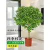 Mudas de Osmanthus, Árvores Grandes, Plantio de Pátio, Osmanthus Dourado, Plantas de Vaso Osmanthus de Quatro Estações, Plantas Grandes Raras, Plantas Florais e Verdes, Fácil de Cuidar