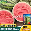 Geleira Changmi Sementes de Melancia Meidu Fruta Grande Crocante Doce Kirin 8424 Sementes de Melancia Sementes de Frutas de Campo