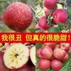 Precio al por mayor de Manzanas Azucaradas Fuji Rojas de la Montaña Daliang, Crujientes y Dulces, Fruta Fresca de Temporada