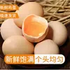 Nueva tienda de huevos al por mayor: 30 huevos de pollo de granja criados en libertad, recién recogidos y listos para la entrega