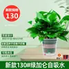 180 Rabanete Verde Rabanete Verde Hidropônico Interno Absorvedor de Formaldeído Planta Verde Planta Hidropônica Trepadeira Longa Orquídea Aranha Rabanete Verde Planta em Vaso Atacado