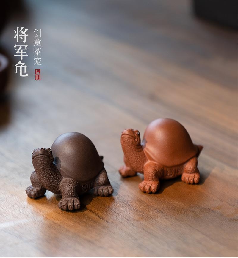 将军龟20210806 (11).jpg