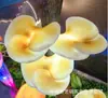 Forma de Flor de Jungla Avatar Piraña Resina Brillante Fibra de Vidrio Escultura de Paisaje Parque Lugar de Diversiones
