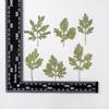 Folha de crisântemo em relevo flor seca defletor com galhos flor real atividade marcador material saco queda cola telefone celular concha planta espécime