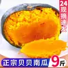 Calabaza Bebé Sabor Castaña Pasta de Calabaza Bebé Castaña Auténtica Fresca 4.5kg Polvo para Bebé Suave y Dulce