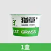 Hierba para Gatos de Fideos Instantáneos Planta en Maceta para Personas Perezosas Semillas de Taza de Hierba para Gatos Menta Gatuna Comida Snack de Hierba para Gatos Tazón de Fideos Instantáneos Hierba para Gatos