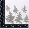 Paquete de Material para Repujado de Flores Secas DIY Repujado Niños Pegamento Hecho a Mano Hojas de Flores Reales Etiqueta de Planta Decoración de Material de Repujado