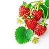 Adesivos de Cozinha à Prova d'Água com Padrão de Morango Fresco e Atraente Adesivos para Geladeira Adesivos de Vidro para Armários de Restaurante
